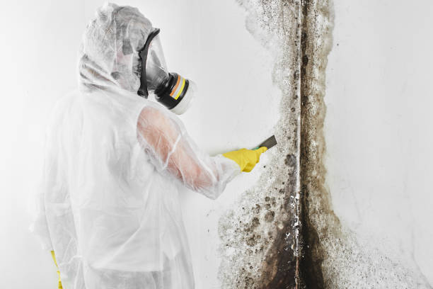 Why You Should Choose Our Mold Remediation Services in Clearwater, MN